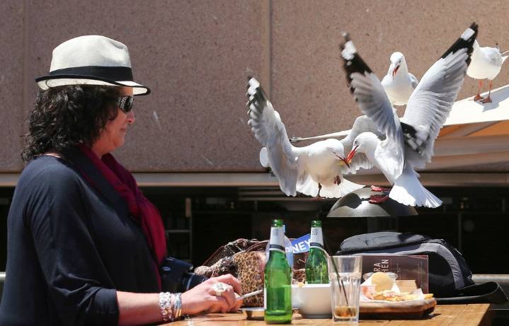 Food-snatching seagulls are more likely to leave you alone if you shout at them, researchers say – Winnipeg Free Press