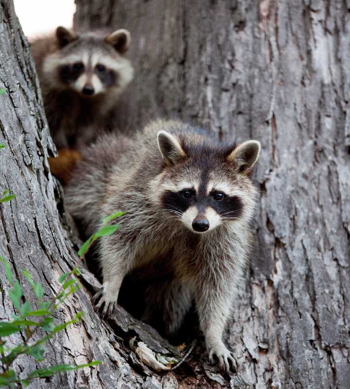 Rabies Case Confirmed in Ronceverte Wild Animal