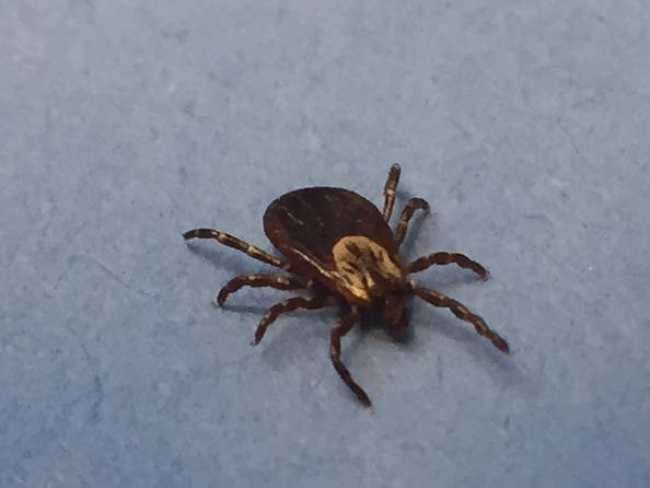 Tick Talk - are they gone for winter in the Ozarks? Not entirely