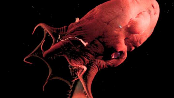 'Vampire Squid From Hell' Reveals The Ancient Origins of Octopuses