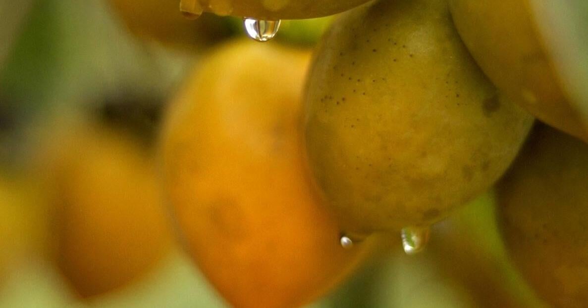 Departed tree gives me a lesson in gratitude