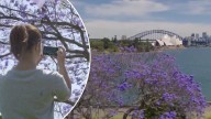 Where to find the best Jacarandas in Sydney