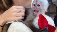 Can I have a monkey in MS? What to know about pet laws in the state