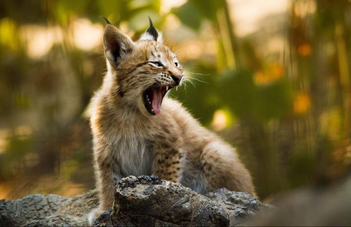 Expertos capturan imágenes de un lince canadiense tras estar cerca de la extinción