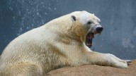 Worker Ignored Warning Not To Photograph Animals, Got Mauled By Polar Bears