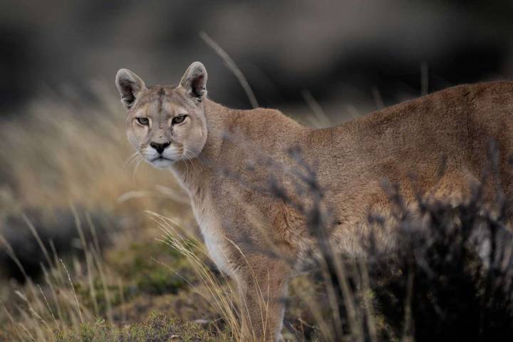 Cyclists Encounter Mountain Lion on California Trail