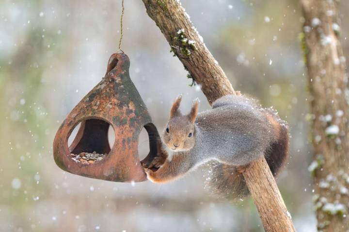 How to Finally Stop Squirrels From Raiding Your Bird Feeder