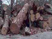 Spartanburg County continues to receive hundreds of reports of Helene debris