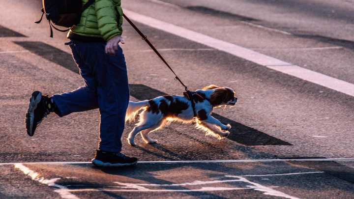 ¿Tu perro te pasea a ti? El truco que todos los dueños de perros necesitan para paseos sin tirones