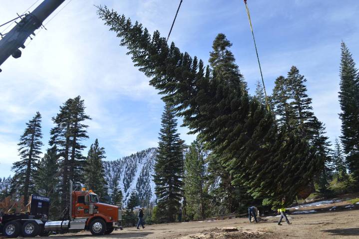 Christmas tree from Nevada graces US Capitol this holiday season