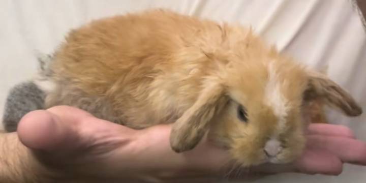 Rescató a un conejo abandonado en la estación Piedras del subte A y ahora es su mascota