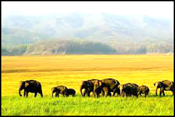 Jim Corbett National Park-India’s Living Legacy of Wildlife Conservation