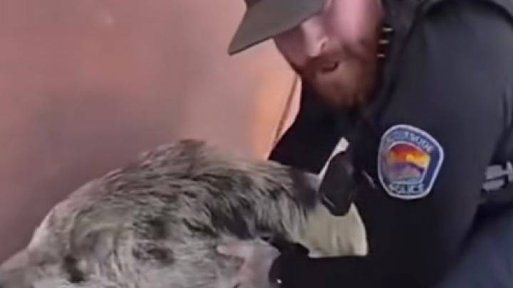 Cerdo salvaje desata persecución policial en Albuquerque