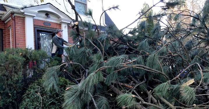 Knockout blow: 2015’s Windstorm devastated Spokane and changed how we look at big pines