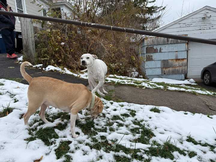 Two dogs stabbed - one 5 times - during burglary in Syracuse