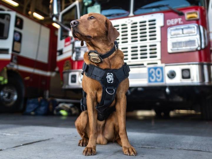 Calgary Fire Department welcomes new K9 crew member
