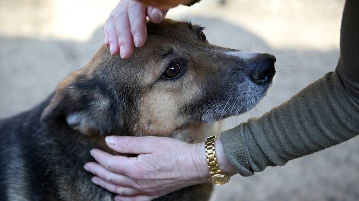 Tres perros fueron golpeados en un ascensor por su amo: esta es la historia de la denuncia