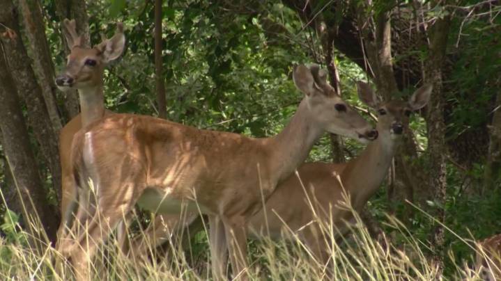 Kerrville police warn of scammers posing as Texas A&M researchers