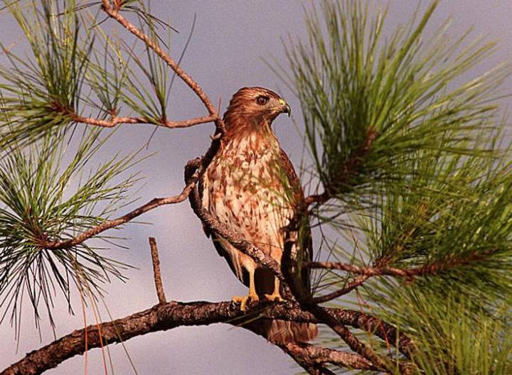 The Fed's Turning Hawkish as This U.S. Employment Indicator Flashes Red