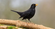 Blackbirds will keep visiting garden if you put 1 plant outside in November