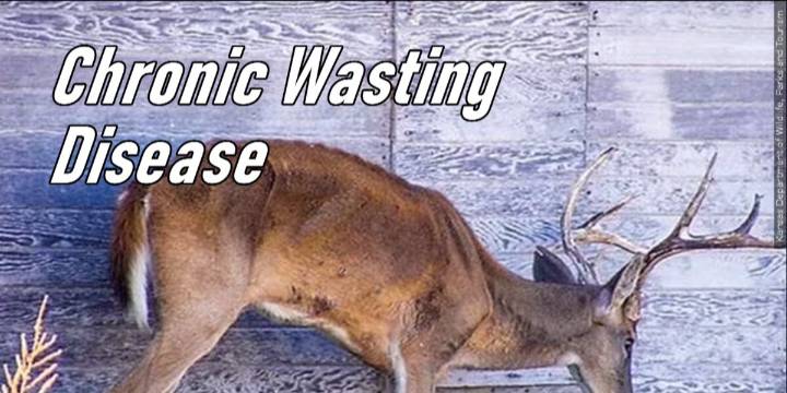 Louisiana Wildlife Federation urges North Louisiana hunters to test harvested deer for CWD