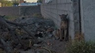 El puma del norte volverá a su hábitat natural: “Estaba muy estresado por la persecución, pero sano”