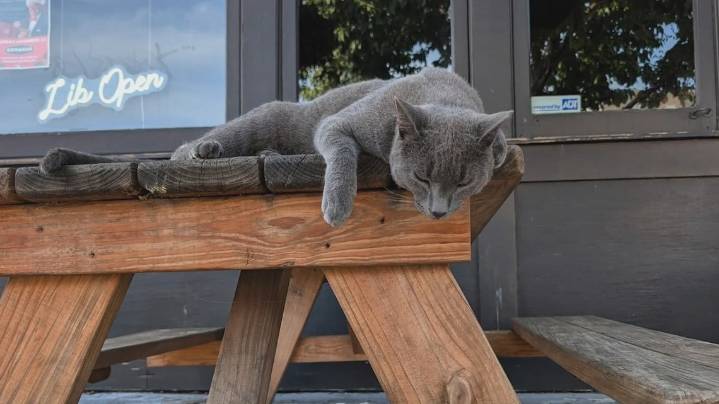 Dallas neighborhood mourns beloved bar cat