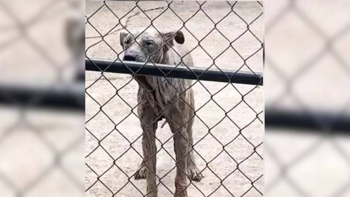Texas Rescuers Stunned By A Dog Forced To Live On A Chain For Six Full Years