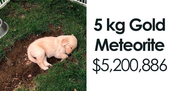 100 Times FB Marketplace Shined With The Most Unhinged Posts