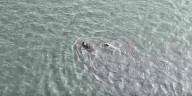 Officer jumps into cold bay waters to rescue injured dog