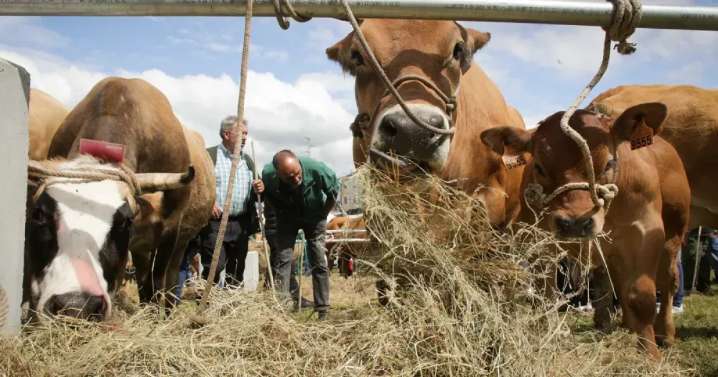 Castilla y León levanta las restricciones a los mercados de ganado desde el lunes, menos para el bovino