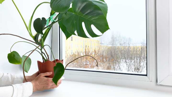 5 Plants You Should Move Indoors Before Winter