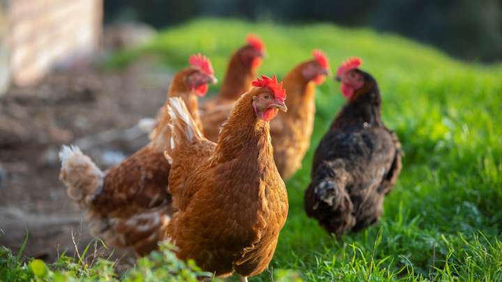 El Gobierno confina todas las explotaciones de aves de corral al aire libre en España por la gripe aviar