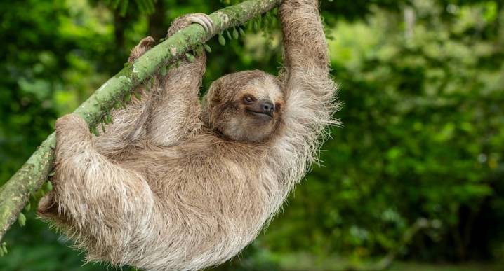 Mundo Escolar: ¿Por qué los osos perezosos son tan lentos?