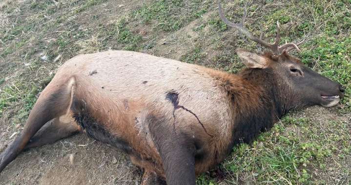 TWRA: $2,000 reward for leads on illegal elk shooting