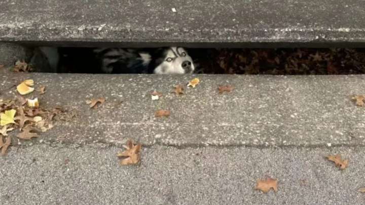 Kentucky Husky Trapped In A Drain Finds Safety And Joy After Dramatic Rescue