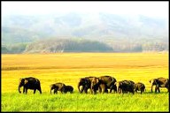 Jim Corbett National Park-India’s Living Legacy of Wildlife Conservation
