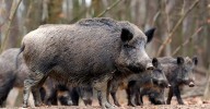 Dos jabalíes muertos dan positivo en Peste Porcina Africana en un pueblo de Barcelona