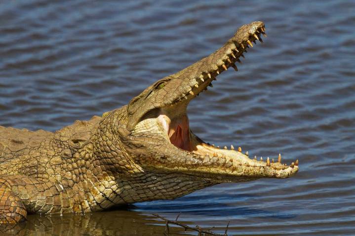 Crocodile Kills 26-Year-Old Man in Likoma