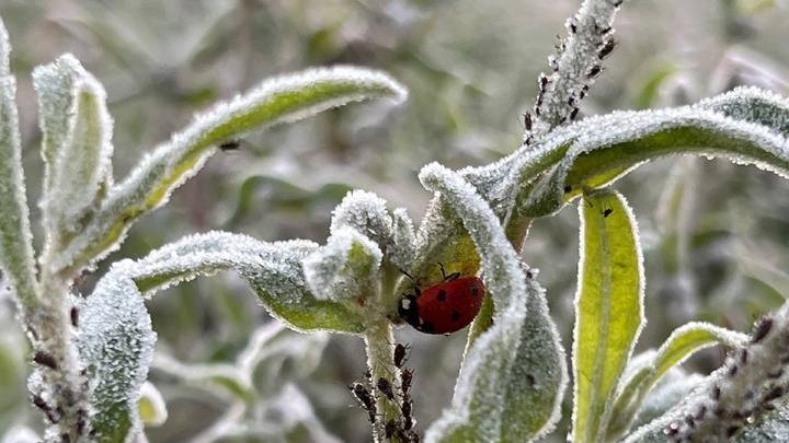 El tiempo en León hoy: lluvias matinales y mínimas en picado