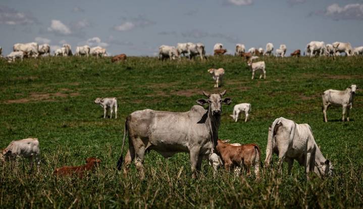 Brasil intenta convencer a los escépticos sobre la "carne de res baja en carbono"