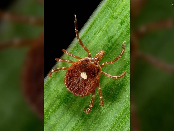 1st death linked to alpha-gal syndrome, a meat allergy spread by ticks, reported in N.J., researchers say