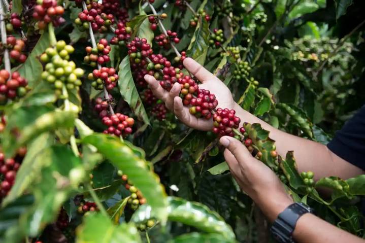 Combatirán el coyotaje con la nueva ley de cafeticultura