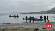 No pudo ser devuelta al mar: muere ballena varada en Isla Santa María de Antofagasta