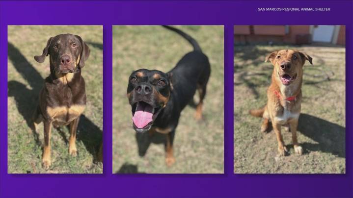 Animals at San Marcos Regional Animal Shelter no longer at risk of euthanasia