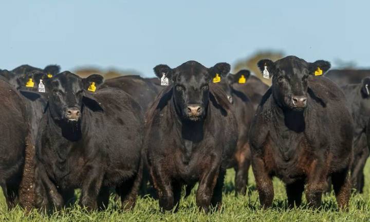 Condenan a un hombre por robar medio centenar de lechones y corderos
