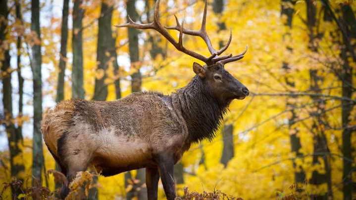 Michigan DNR proposes longer elk hunts and better timing
