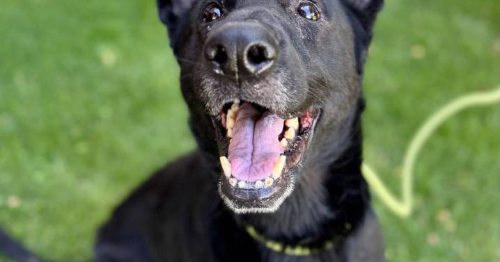 Snake River Animal Shelter gets $10K grant from Petco Love