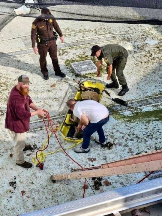 Deer rescued from Holiday World pool safely released back into park