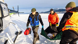 Female gray wolf reported dead in southwest Colorado
